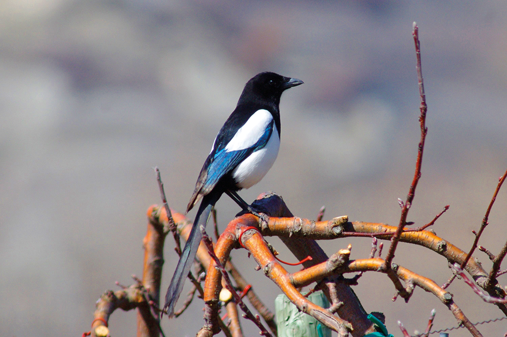 Réflexions Sur Les Corvidés Chasse Et Nature